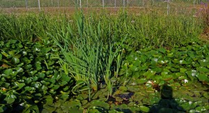 10517925_10204685225240739_4656203656847748278_o