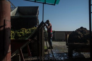 Vendemmia 2014 Città dei Ragazzi