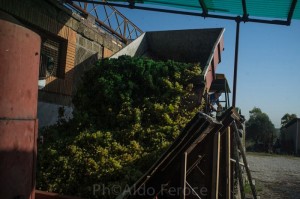 Vendemmia 2014 Città dei Ragazzi